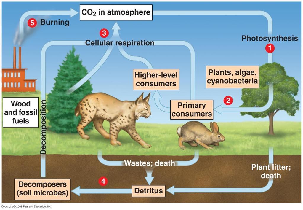 Link between Atmosphere and Terrestrial: Some of this organic material becomes a