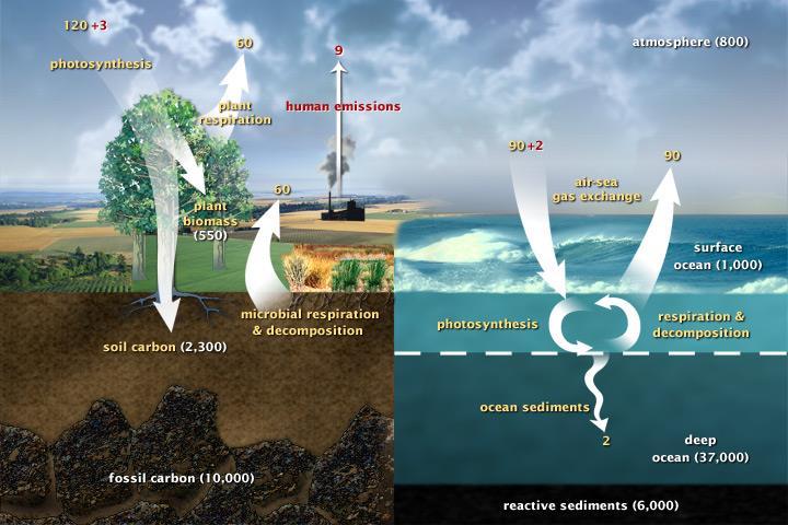 Link between Atmosphere and Terrestrial: All organisms return CO 2 to the atmosphere thru respiration Decomposition recycles