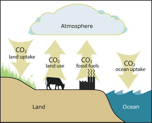 Just where exactly is carbon found? Carbon is all over! We call carbon sinks, places/objects that store carbon.