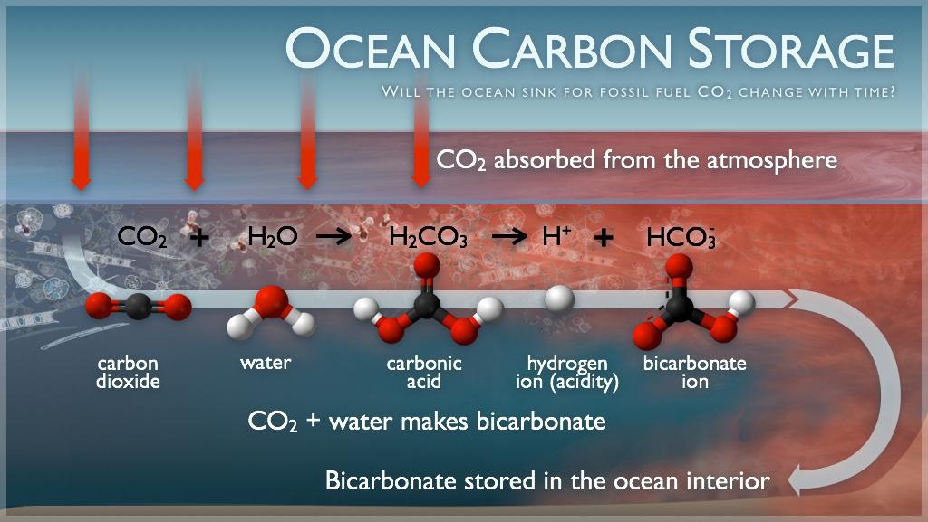 Carbon can be found: In the Ocean.