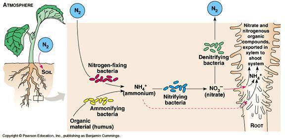 The Nitrogen Cycle This nitrate from the bacteria can also seep back into the soil, providing a source of