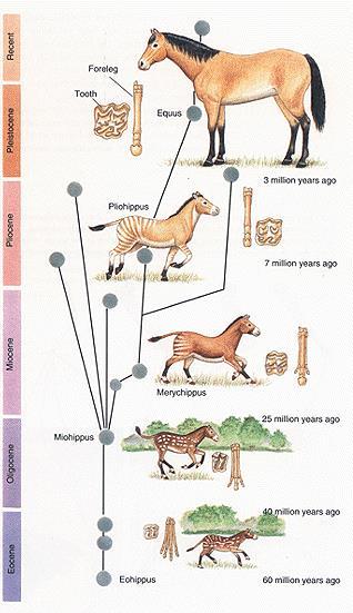 Evolution of the Horse Over time (higher layers of sediment) horse fossils became