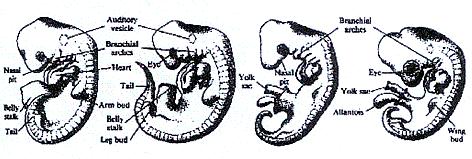 Similar patterns of embryonic development (homologous)
