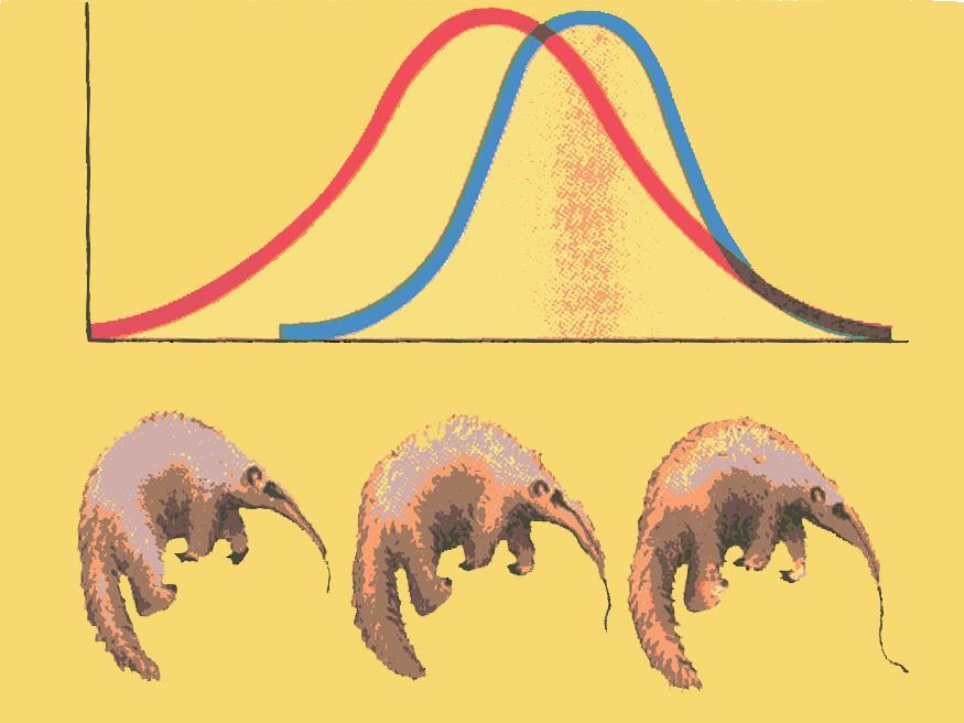 As the ants dig deeper, anteaters with longer