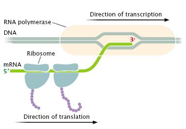 (2) RNA RNA interactions also take place between the trnas in the A and P sites and the rrnas found in both the large and the small subunits of the ribosome.