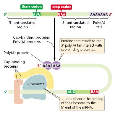 Figure 9.7: The poly(a) tail at the 3 end of eukaryotic mrna plays a role in the initiation of translation.