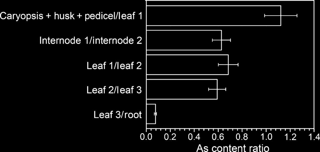 The As content in the root. Note the sharp increase after flowering. (b, c) The As contents in various tissues of the main tiller. Data are the mean ± SE (n = 4). DAT, days after transplant.