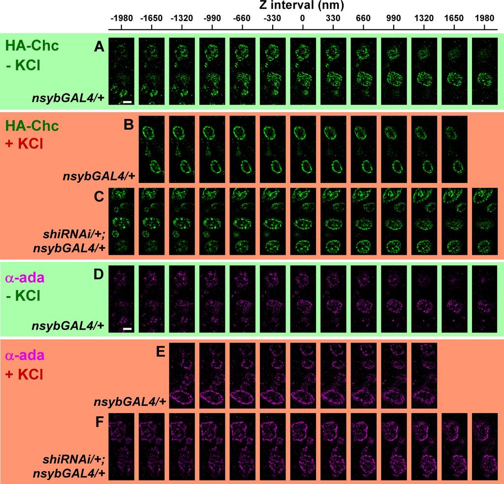 Figure S4. HA-Chc and -Ada localization upon RNAi-mediated knockdown of Dynamin.