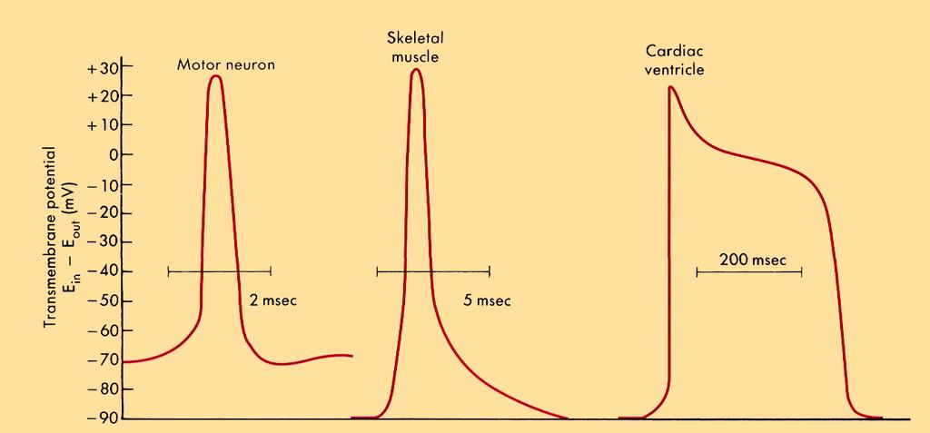 5 0 Action potentials from