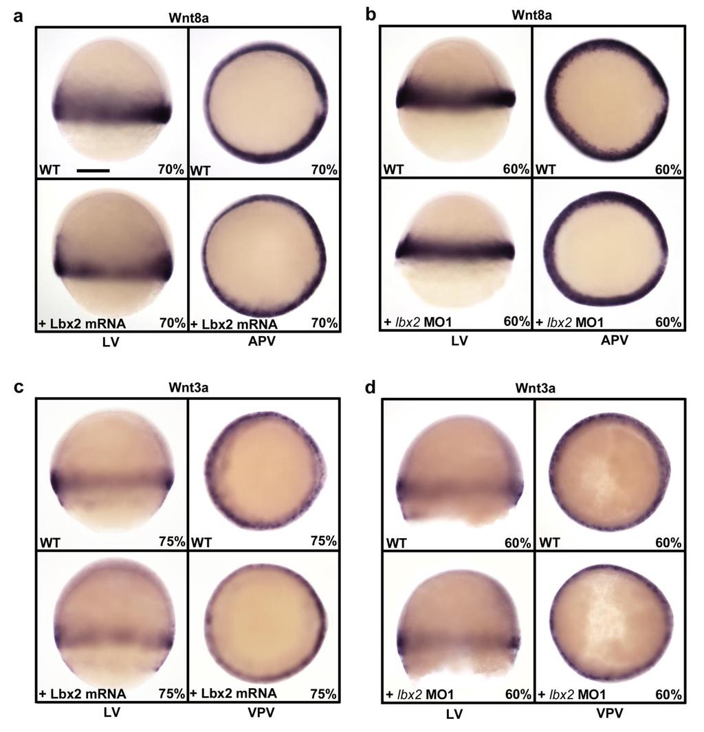 Supplementary Figure 2: Expression of Wnt8a and Wnt3a is not affected by loss- or gain of function of Lbx2.