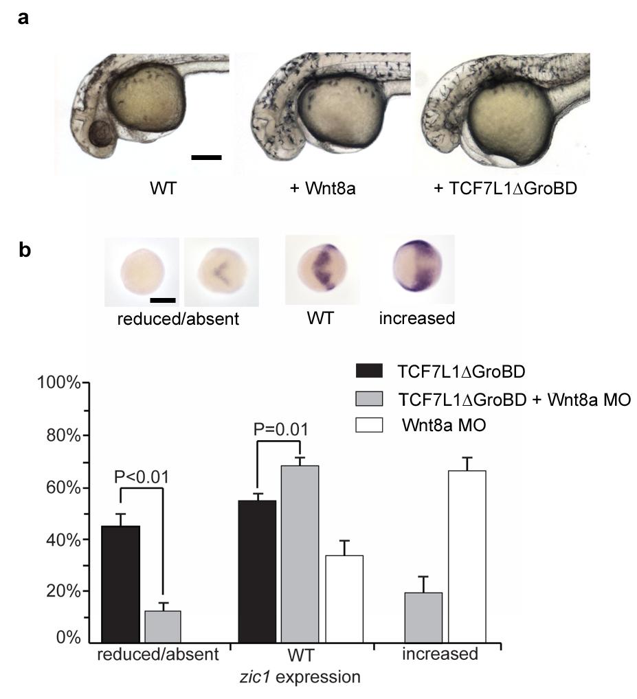 Supplementary Figure 3: TCF7L1ΔGroBD activates the Wnt/ -catenin signaling pathway (a) TCF7L1ΔGroBD mrna was injected into the cytoplasmic stream at the 4 cell stage in order to minimize its effect