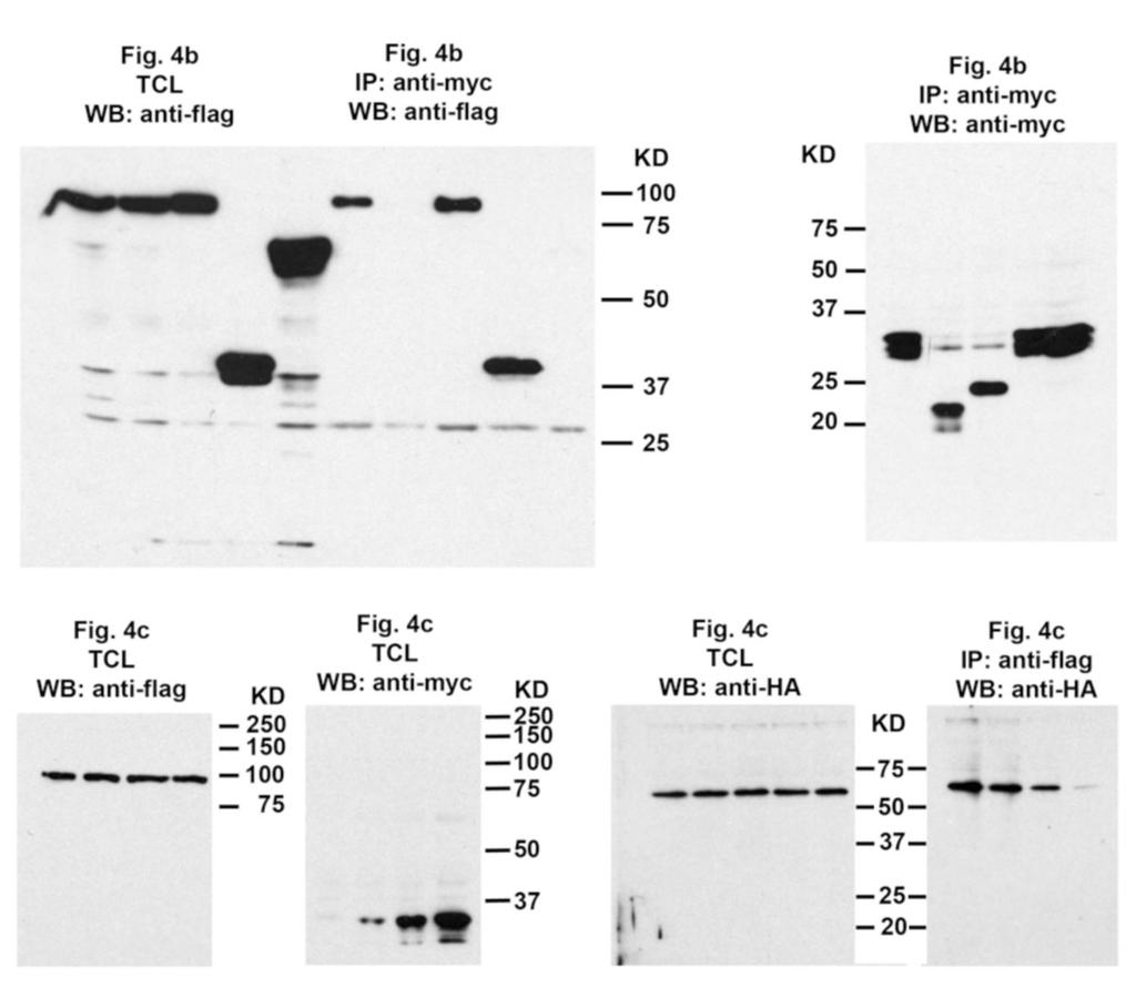Supplementary Figure 9 : Full immunoblots from