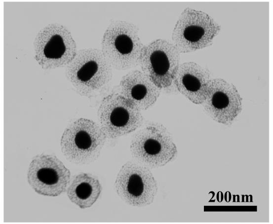 Figure S10. TEM image of Au@C core-shell NPs by dissolving Au@C/CaP NPs using the hydrochloric acid solution.