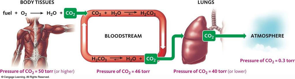 Carbon Dioxide and the Carbonic Acid buffer CO 2 + H 2 O H 2 CO 3 When CO 2 increases, the plasma ph goes down.