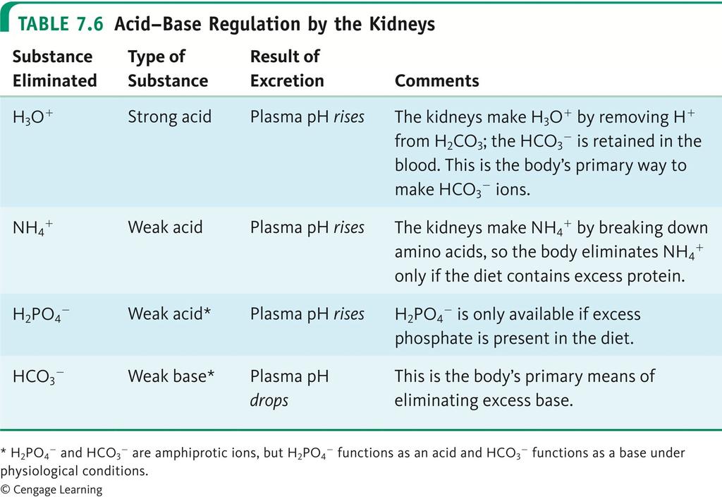 Carbon Dioxide and the Carbonic Acid buffer The kidneys respond to elevated levels of CO2 (H2CO3), by elevating the level of the conjugate (HCO - ).