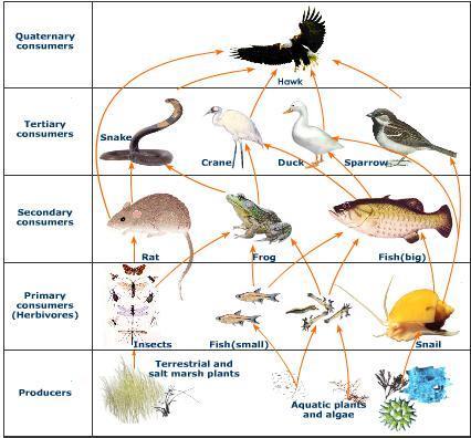 Food Web - the pattern of