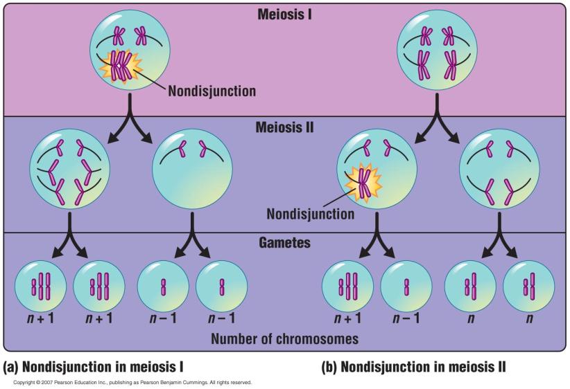 Polyploids How Accidents During Meiosis Can Alter Chromosome Number Can originate from accidents during