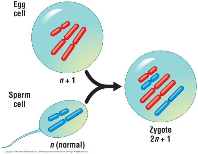 In nondisjunction, The members of a chromosome pair fail to separate during anaphase.