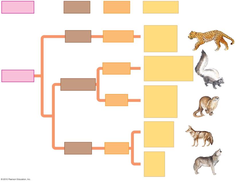 Classification and Phylogeny Order Family Genus Species The goal of systematics is to reflect evolutionary relationships.