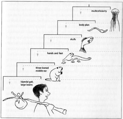 Human Family Tree from Shubin s Your Inner Fish (2009) Iguana Outgroup (reptile) Cladistics in action Hair, mammary glands Duck-billed platypus Kangaroo Ingroup (mammals) Gestation Long gestation