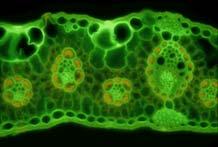 Sheath cells Variation in Leaf