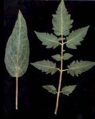 Single genes influence leaf architecture Tomato Compound Leaf Characteristics 1.