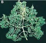 gene Lanceolate (La) Heterozygous dominant Normal leaf mutation Supercompound leaf of