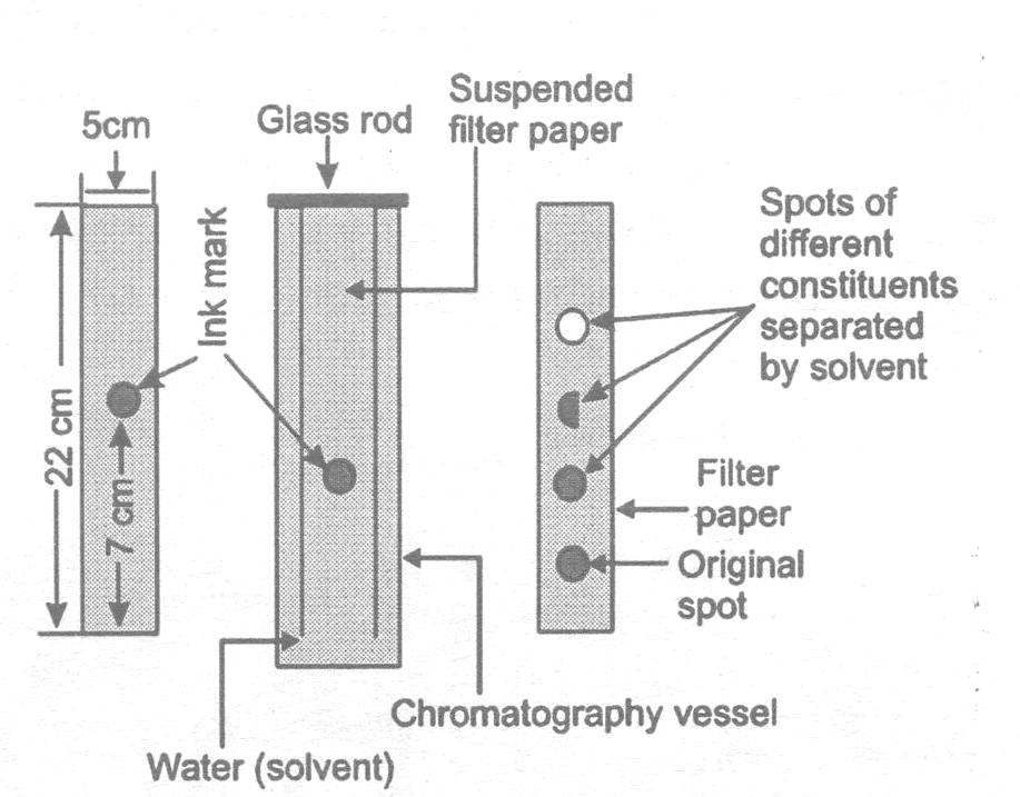 (i) Separation of coloured constituents present in a mixture of ink and water. (ii) Method : Take a filter paper 22 cm long, 5 cm broad and stick its smaller end to a glass rod with the help of gum.