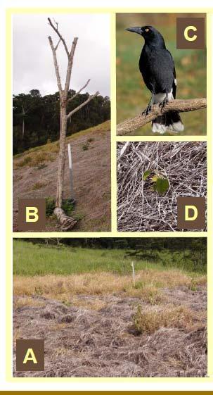 Case: Assisted Natural Regeneration (ANR) of Australian wet tropical forest Barriers to forest regeneration removed by 1) suppressing grass with herbicide, and 2) adding structures to attract seed