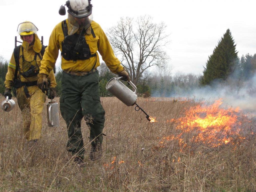 Fire Prescribed burns reduce invasive