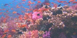 Inhibition Coral
