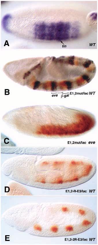 4978 Z. Yin, X.-L. Xu and M. Frasch mesoderm, in addition to their function in Eve binding and periodic repression of Twist activation. Since head repression was maintained in eve mutant embryos (Fig.