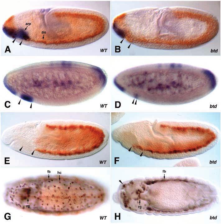 Regulation of tinman during Drosophila mesoderm development 4979 through the dorsally active (D) element, a notion reinforced by our observation that this element is inactive in dpp mutant embryos