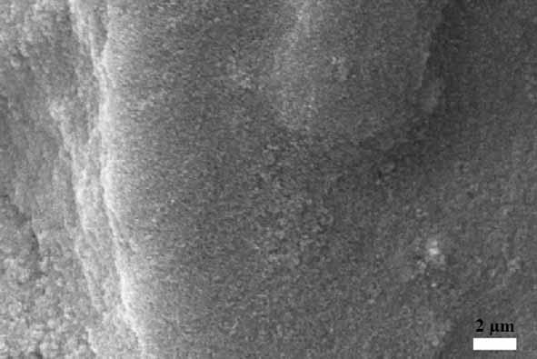 TiO 2 nano-thorn membrane surface