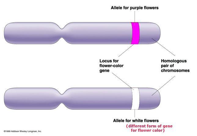 Segregation of Alleles Segregation The separation of alleles during the formation of