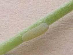 instar larva (3mm) from
