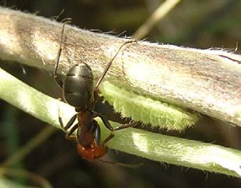Late instar Fender s blue larva tended by ant at