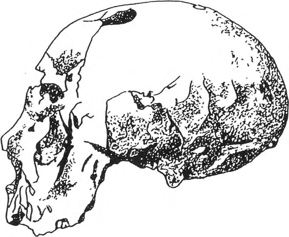 Figure 1. The Saccopastore I (left) and II (right) skulls contrasted. limit of normal human endocranial volume (ECV). A second and slightly larger (male?