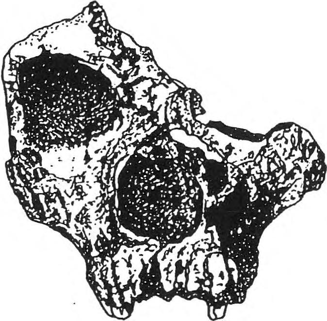 73 74 However, it is not always possible to determine the sex of a fossil hominid based on craniofacial remains alone.