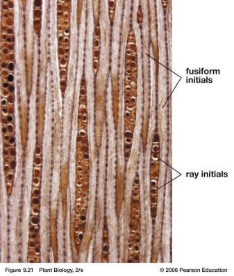 The vascular cambium produces lignin-rich secondary xylem tissue to
