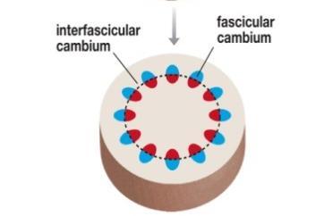Two types of cells in the vascular cambium: Division of fusiform
