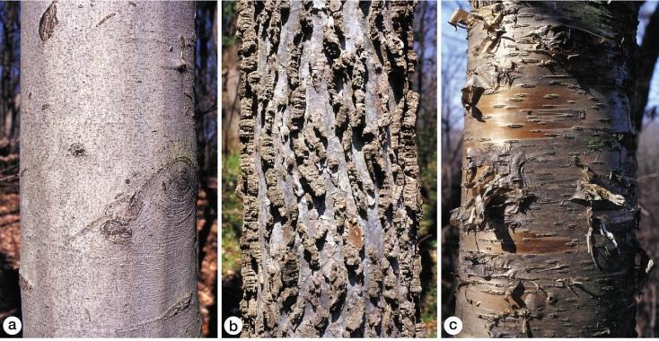 remnants of several are visible in the outer bark.