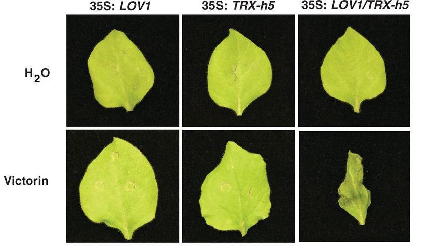 Nicotiana benthamiana leaves Phenotypic cell death