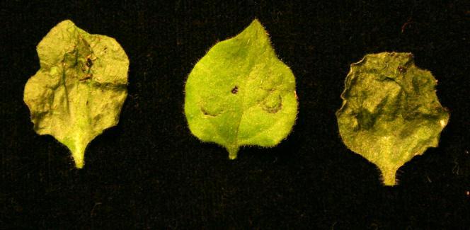 Infiltrated tobacco leaves Confocal