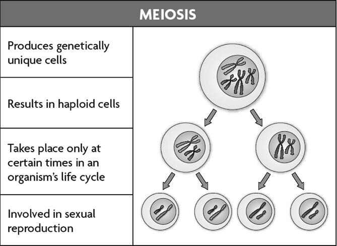 Meiosis makes haploid cells from diploid cells.