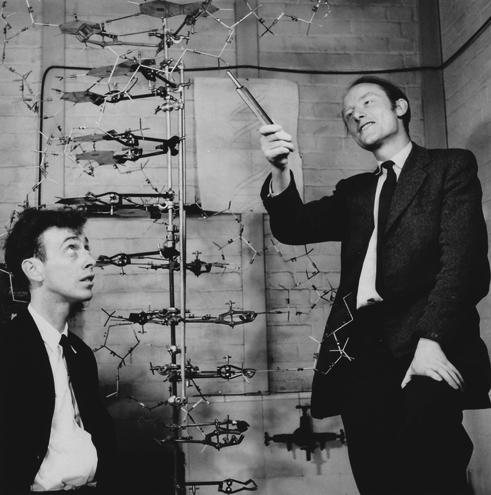 " Watson and Crick determined the three-dimensional structure of DNA by