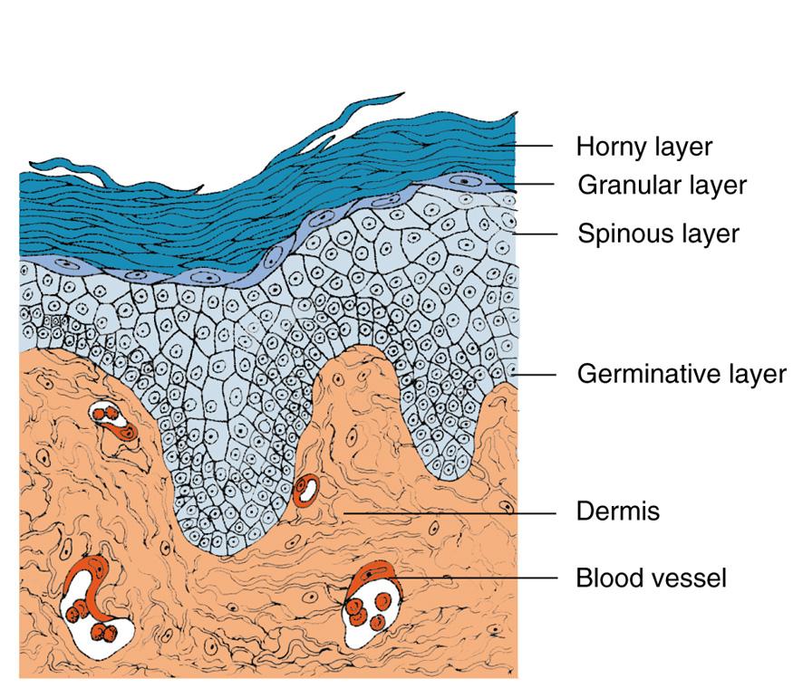 Skin Epithelium & Mesenchyme epithelial derivatives: - hair - mammary