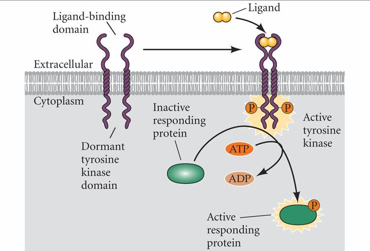 Signal Transduction Inducing signals are 