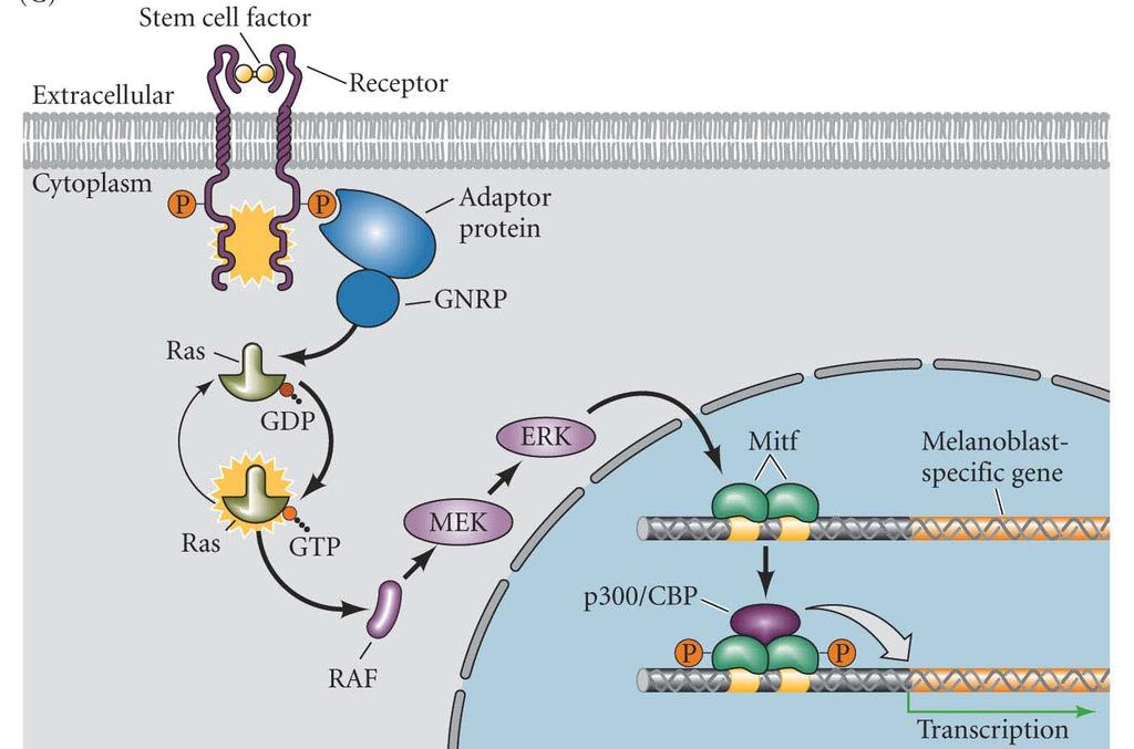 RTK Pathway Mitf Stem cell factor (a paracrine
