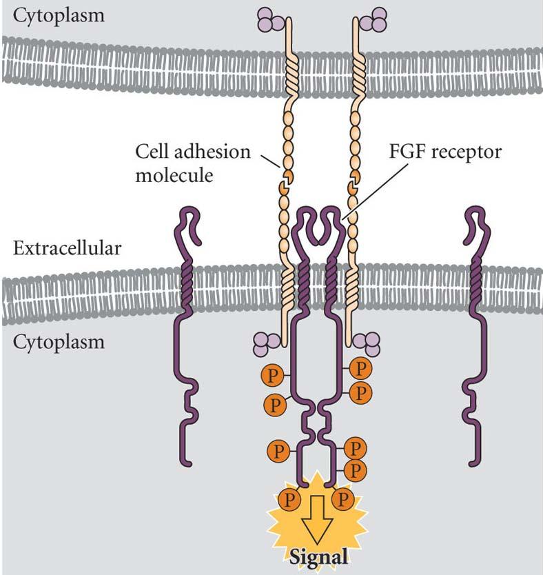 in the intersticies between the cells - cell adhesion, migration, formation